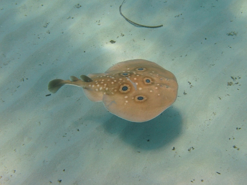 Orme sulla sabbia 2... (Torpedo torpedo)